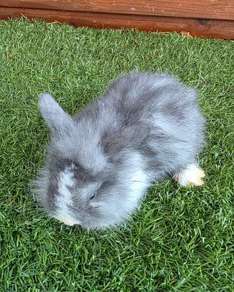 Cucciolo coniglio mini lop Ariete/Testa di leone