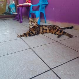 Bengala