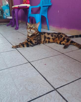Bengala