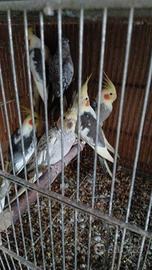 Calopsiti riproduttivi