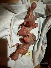 Pullo parrocchetto dal collare blu cleartail