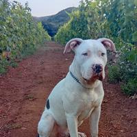 American bully xxl