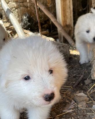 Cuccioli pastore maremmano