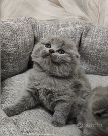 Gattini Scottish Blue pedigree ENFI