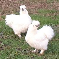 Moroseta silkie