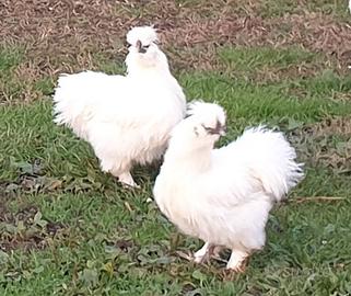Moroseta silkie