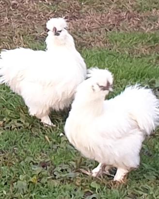 Moroseta silkie