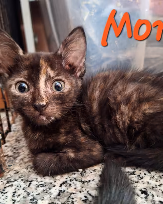 Hana e Momo, gattine di tre mesi