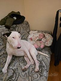 Monta x bull terrier standard