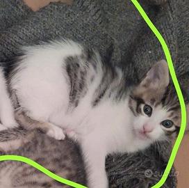 Mimi gattina 2 mesi