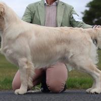 Cuccioli di Golden Retriever Inglesi