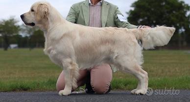 Cuccioli di Golden Retriever Inglesi
