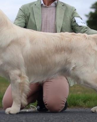 Cuccioli di Golden Retriever Inglesi