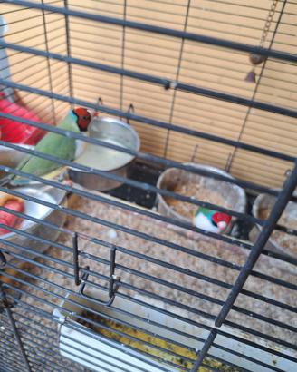 Coppia diamanti di gould
