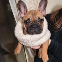 Bouledogue francese