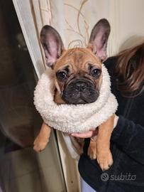 Bouledogue francese