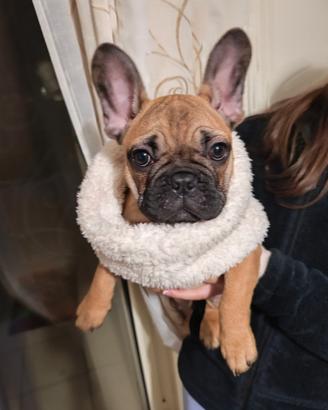 Bouledogue francese