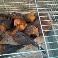 Galline phoenix ornamentali 15euro