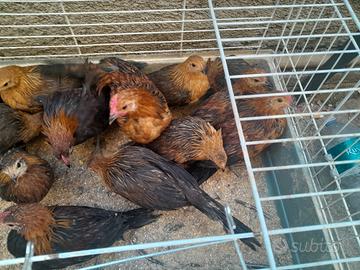 Galline phoenix ornamentali 15euro
