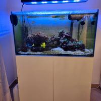 Lampada LED acquario marino