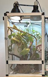 Camaleontario Teca Completa