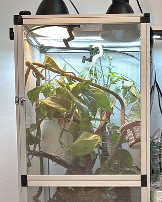 Camaleontario Teca Completa