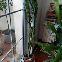 pianta grassa alta m.1,50 