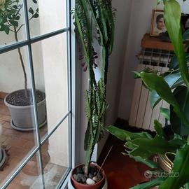 pianta grassa alta m.1,50 