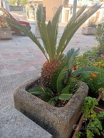 Cycasso