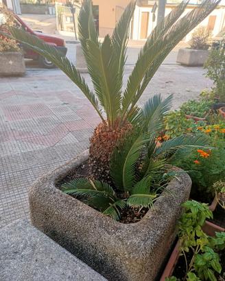 Cycasso