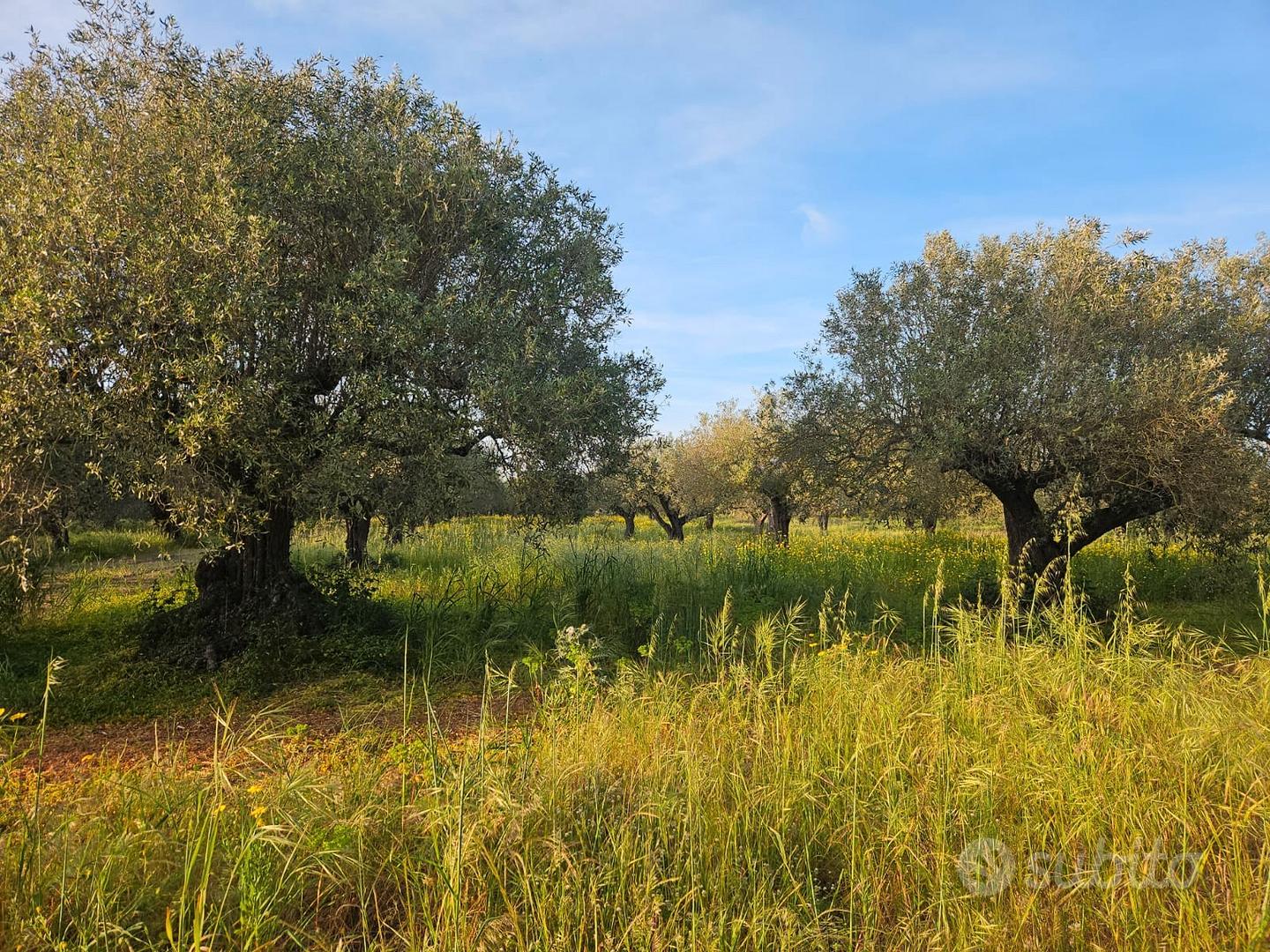 Oliveto - Vista 3
