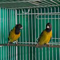 Lucherino petto nero