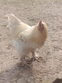 Gallo Brahma