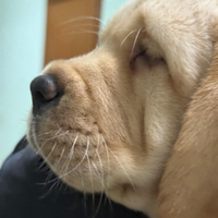 Labrador