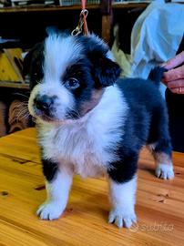 Cucciolo pastore Australiano