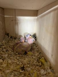 Inseparabili Roseicollis