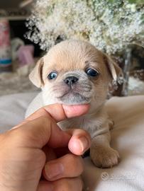 Cucciolo di chihuahua