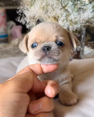 Cucciolo di chihuahua