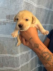 Vendita labrador