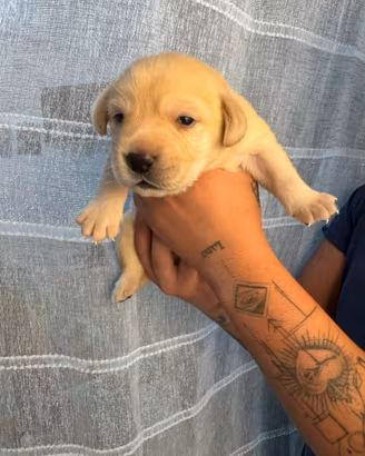 Vendita labrador