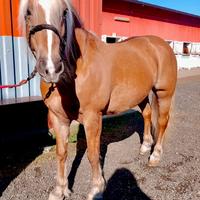 Haflinger femmina 2008