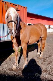 Haflinger femmina 2008