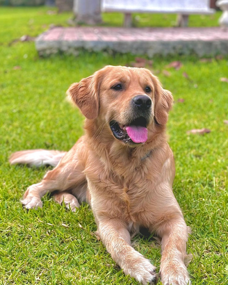 Golden retriever