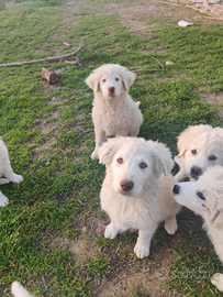 Cuccioli pastore abruzzese x doberman M+F