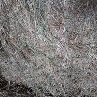 FIENO E PAGLIA IN BALLONI QUADRI