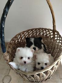 Cuccioli di Spitz di Pomerania