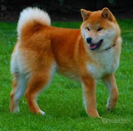 Dolcissimo cucciolone Shiba