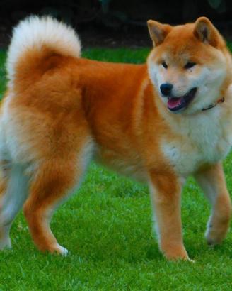 Dolcissimo cucciolone Shiba