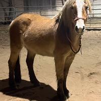 Haflinger 5 anni