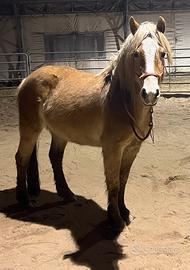 Haflinger 5 anni